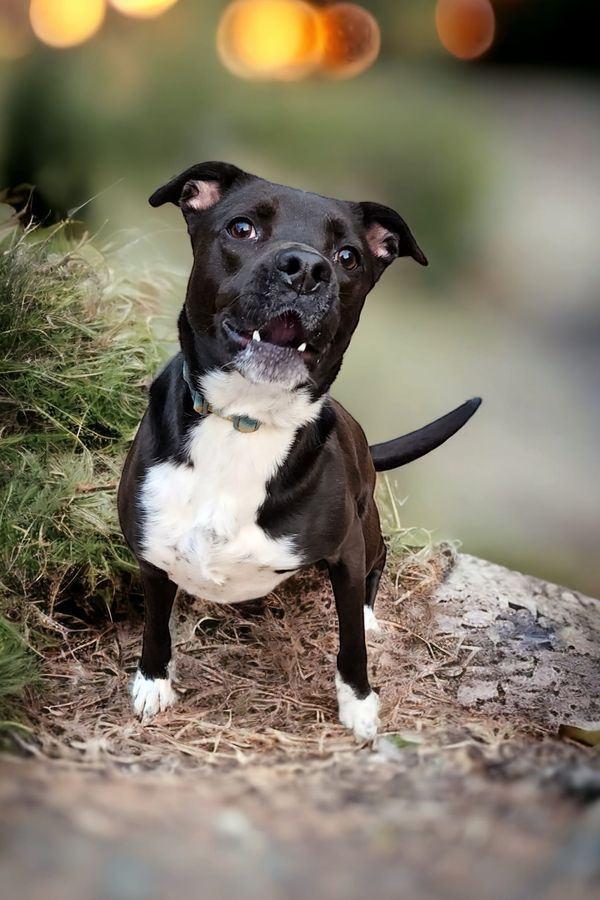 Chip, Adoptable, Young Male Boxer.