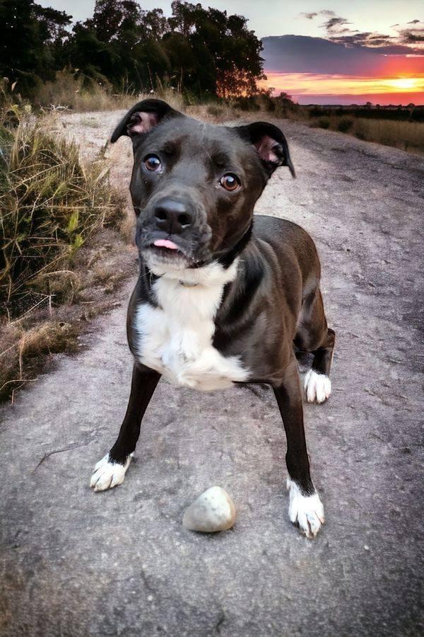 Enlarge Chip, a Adoptable Boxer in Hastings, MN image 3/5