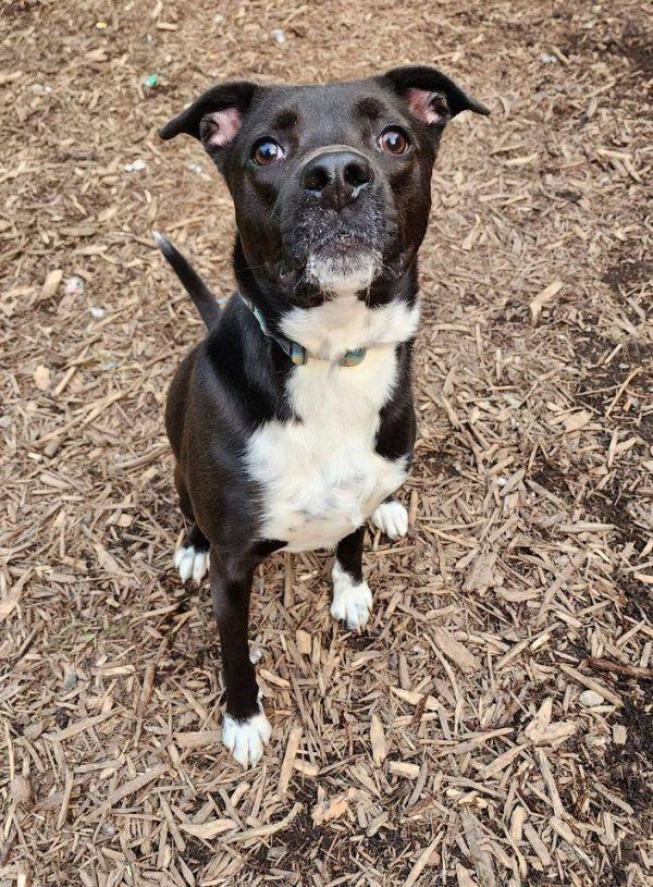 Enlarge Chip, a Adoptable Boxer in Hastings, MN image 4/5
