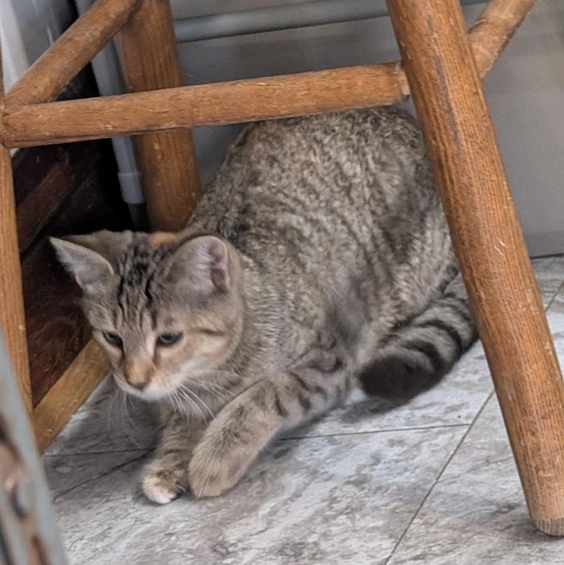 Enlarge Stratus, a Adoptable Domestic Short Hair in Reisterstown, MD image 4/4