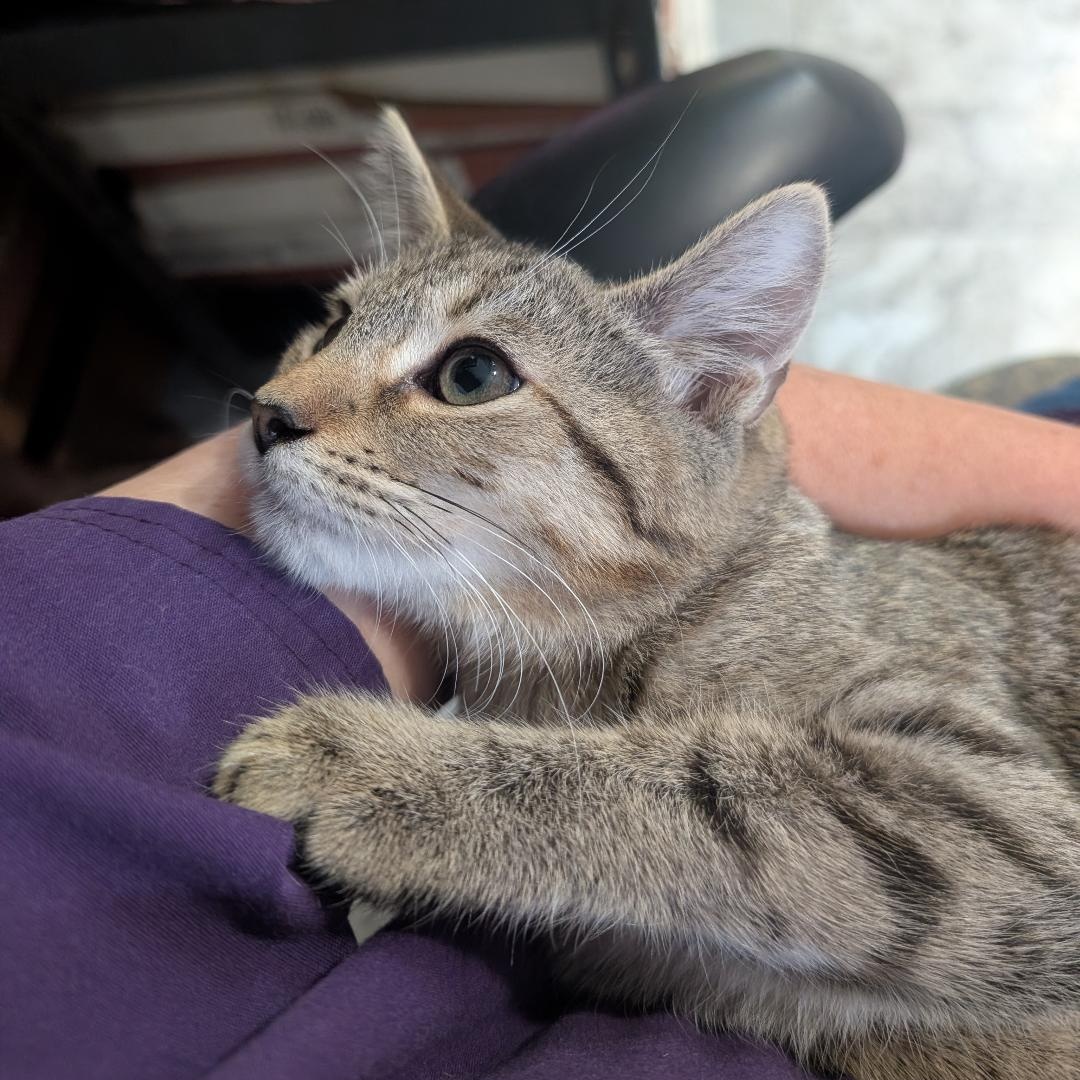 Stratus, Adoptable, Kitten Female Domestic Short Hair.