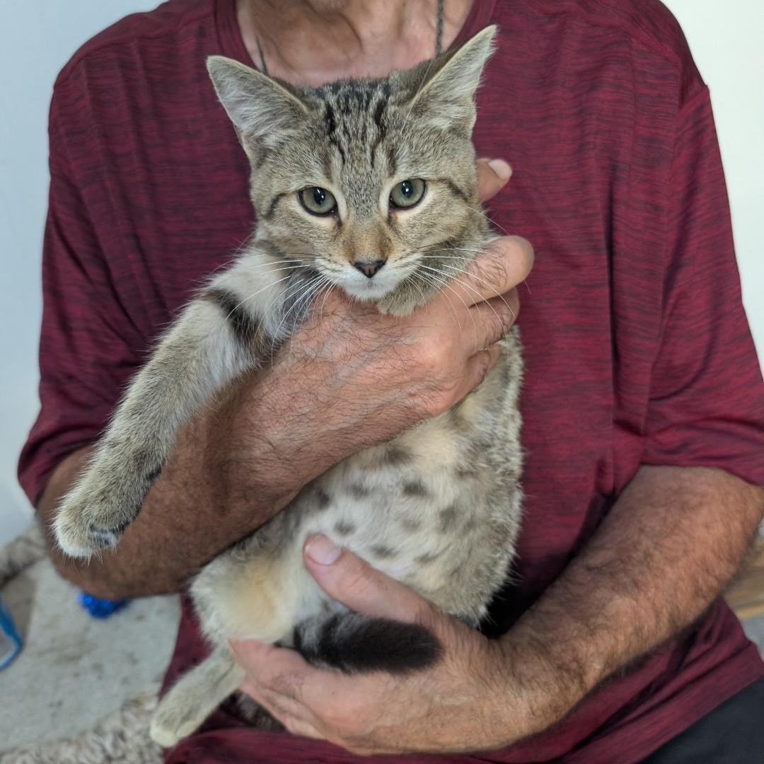 Enlarge Stratus, a Adoptable Domestic Short Hair in Reisterstown, MD image 2/4