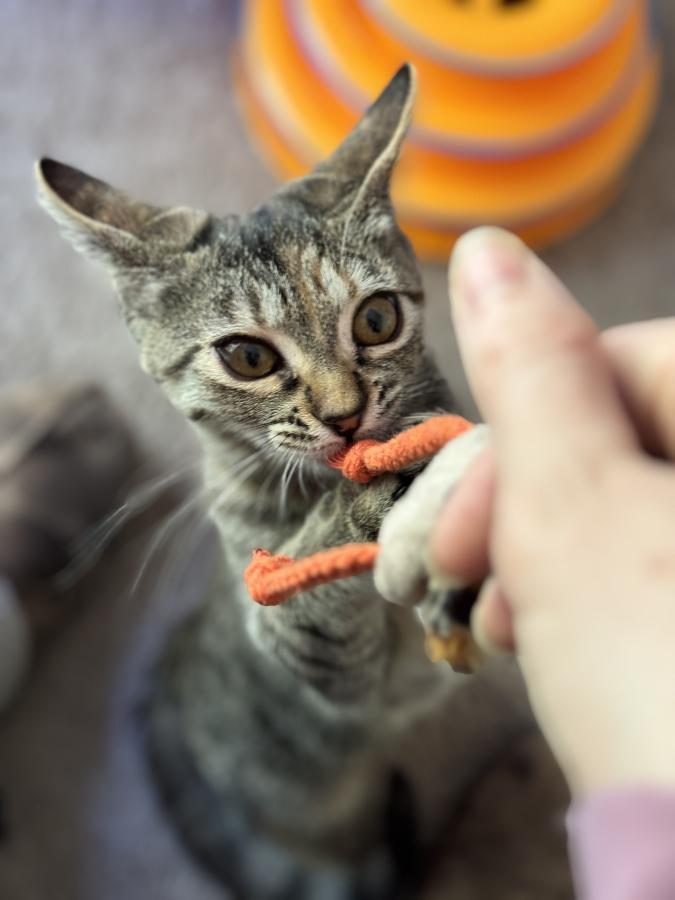 Enlarge Ella, a Adoptable Tabby in Palo Alto, CA image 2/3