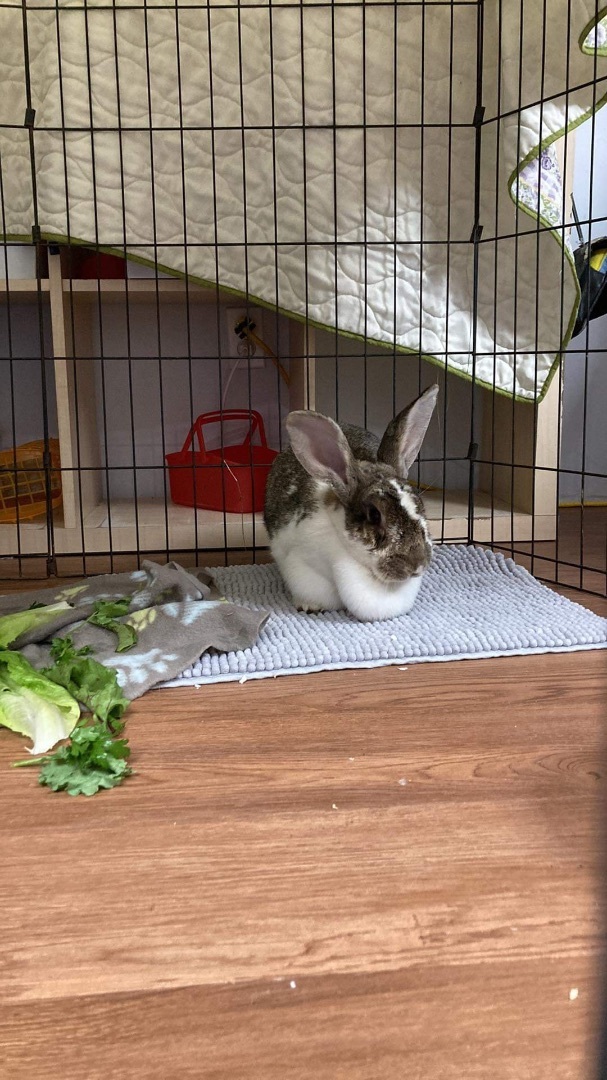 Bigwig, a Adoptable Flemish Giant in Ottawa, ON image 3/6