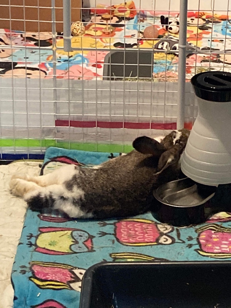 Bigwig, a Adoptable Flemish Giant in Ottawa, ON image 4/6