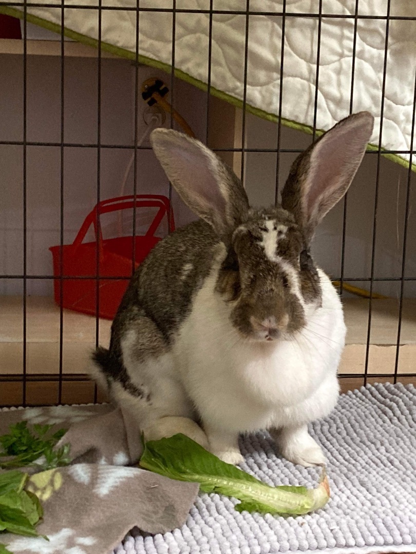 Bigwig, a Adoptable Flemish Giant in Ottawa, ON image 1/6