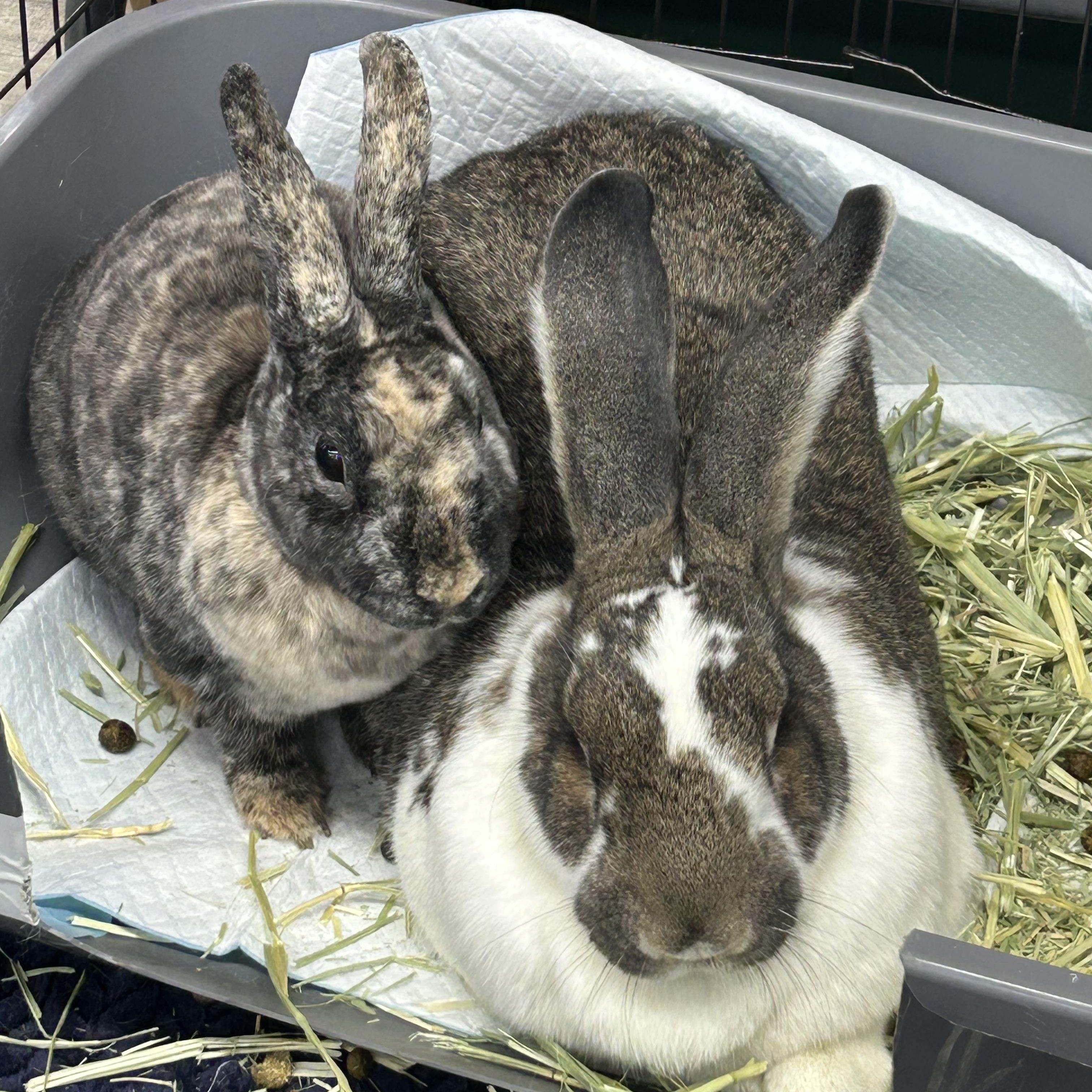 Harley & Bigwig, Adoptable, Adult Female Flemish Giant & Mini Rex.