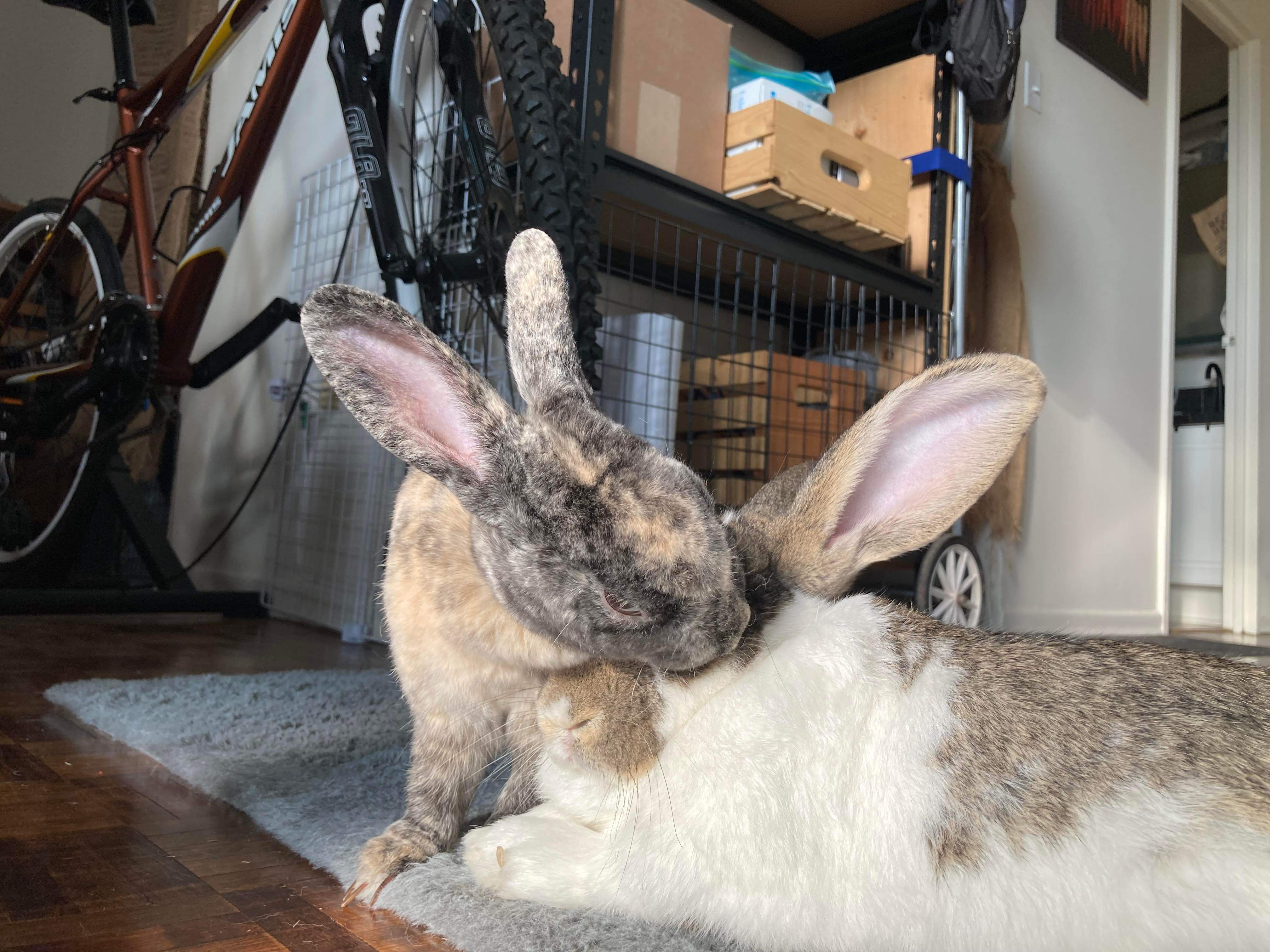 Bigwig, a Adoptable Flemish Giant in Ottawa, ON image 2/6
