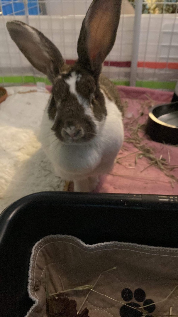 Bigwig, a Adoptable Flemish Giant in Ottawa, ON image 5/6