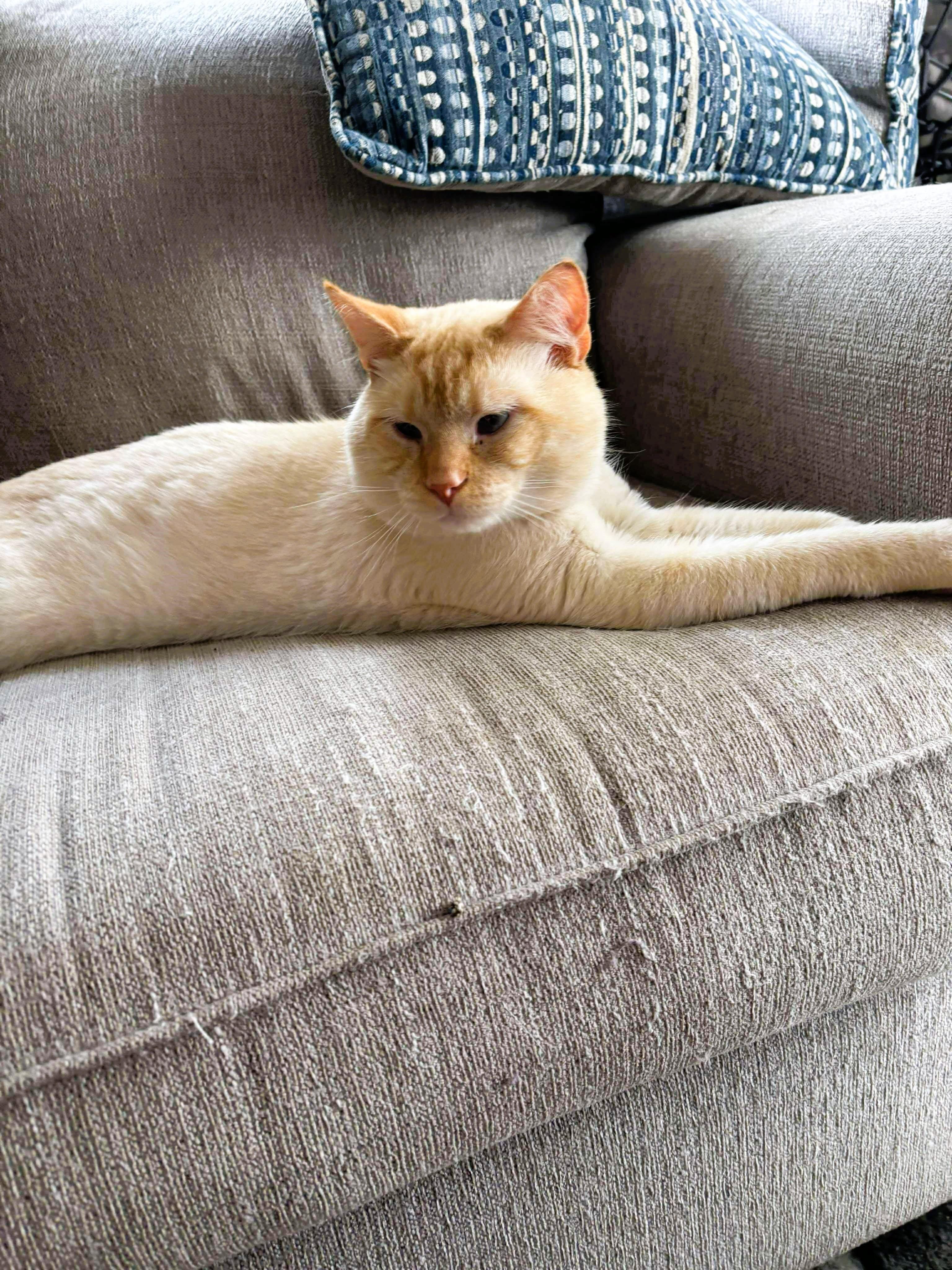 Enlarge Toast, a Adopted American Shorthair in Morgantown, WV image 1/4