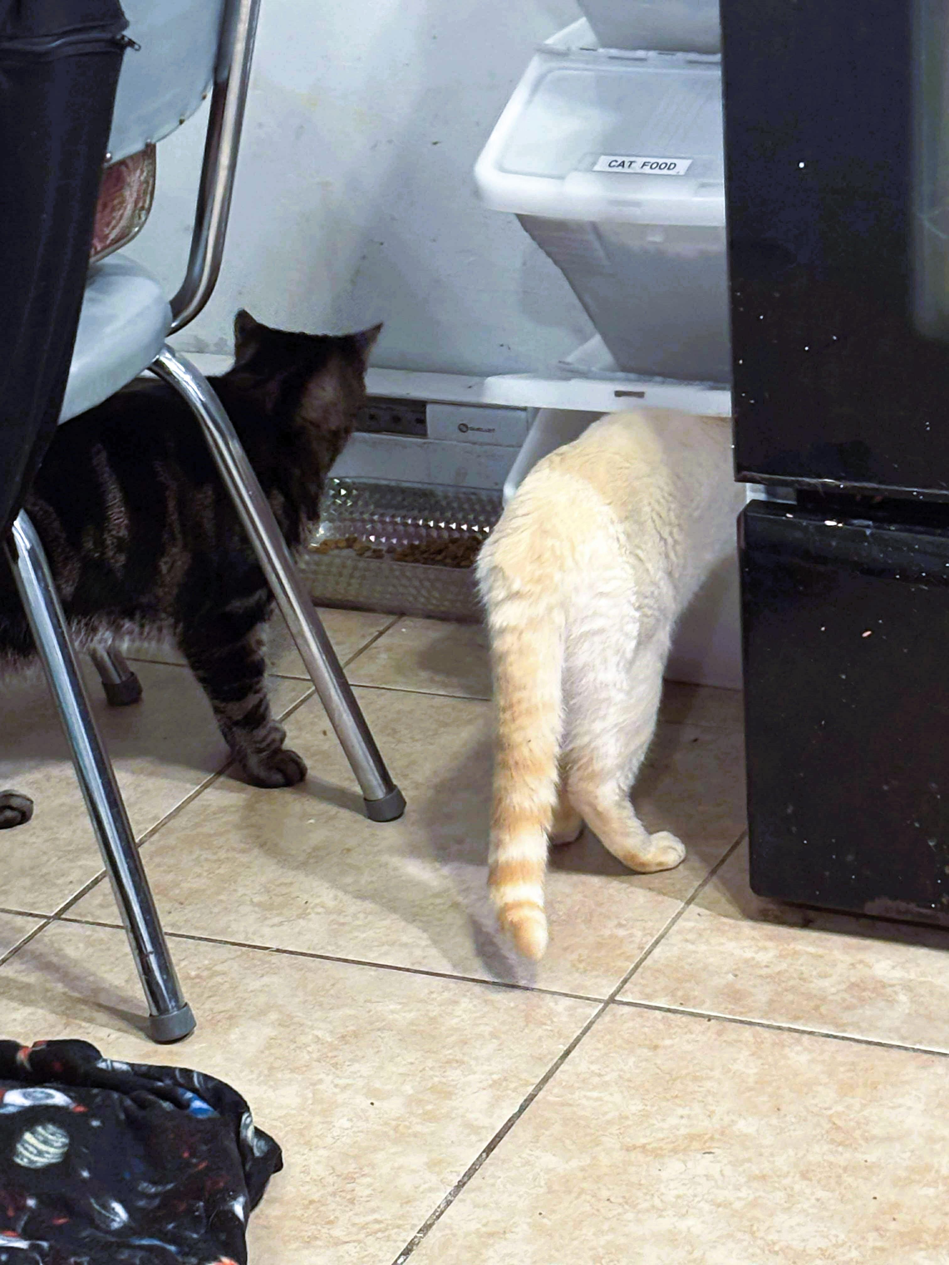 Enlarge Toast, a Adopted American Shorthair in Morgantown, WV image 4/4