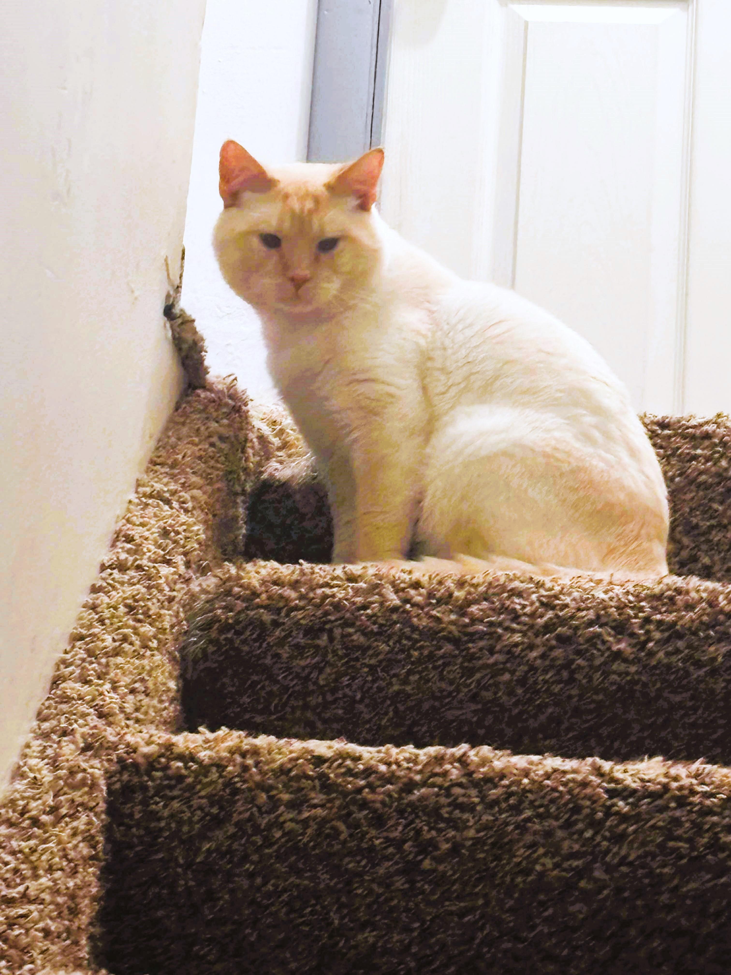 Enlarge Toast, a Adopted American Shorthair in Morgantown, WV image 3/4