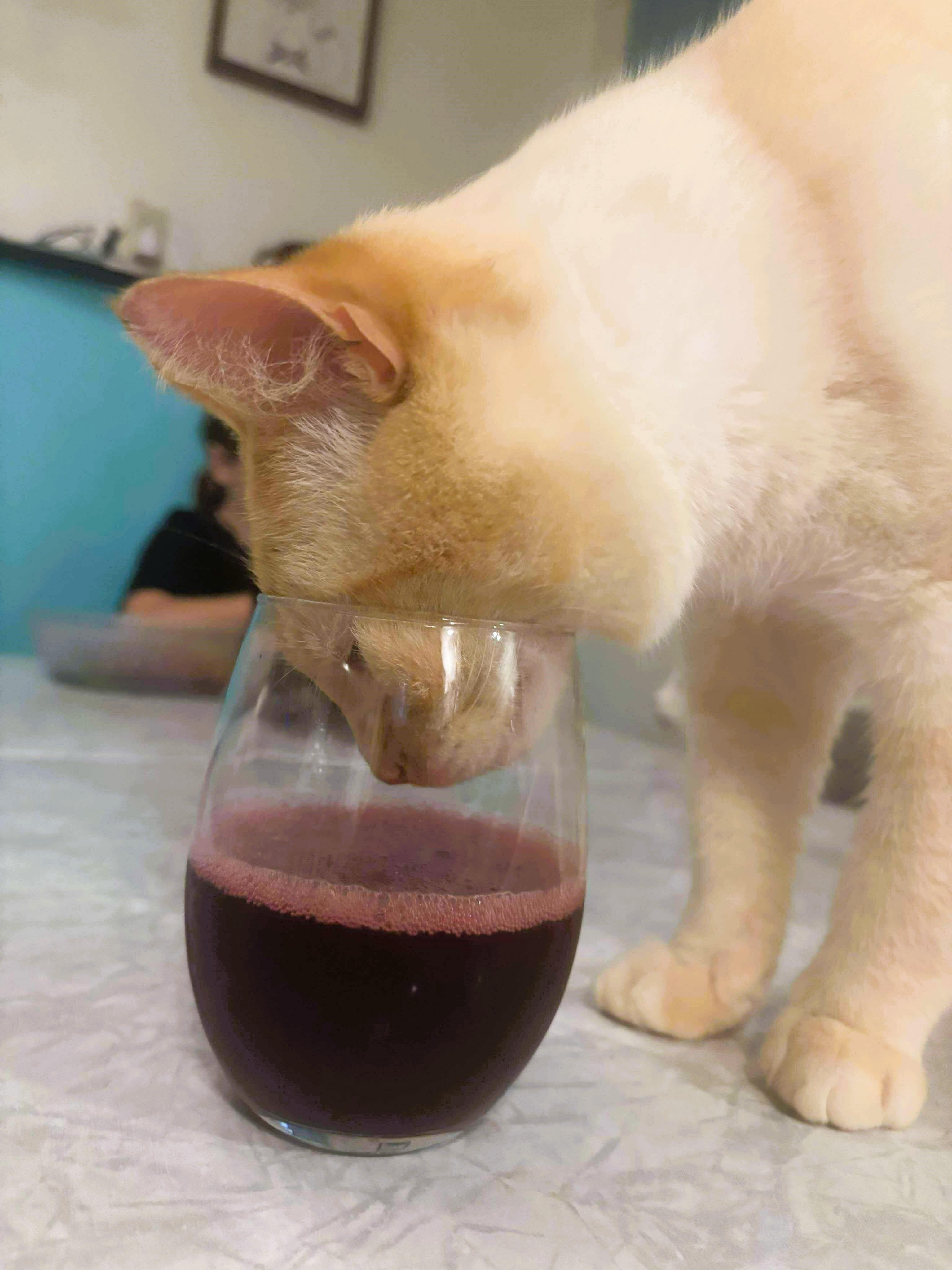 Enlarge Toast, a Adopted American Shorthair in Morgantown, WV image 2/4