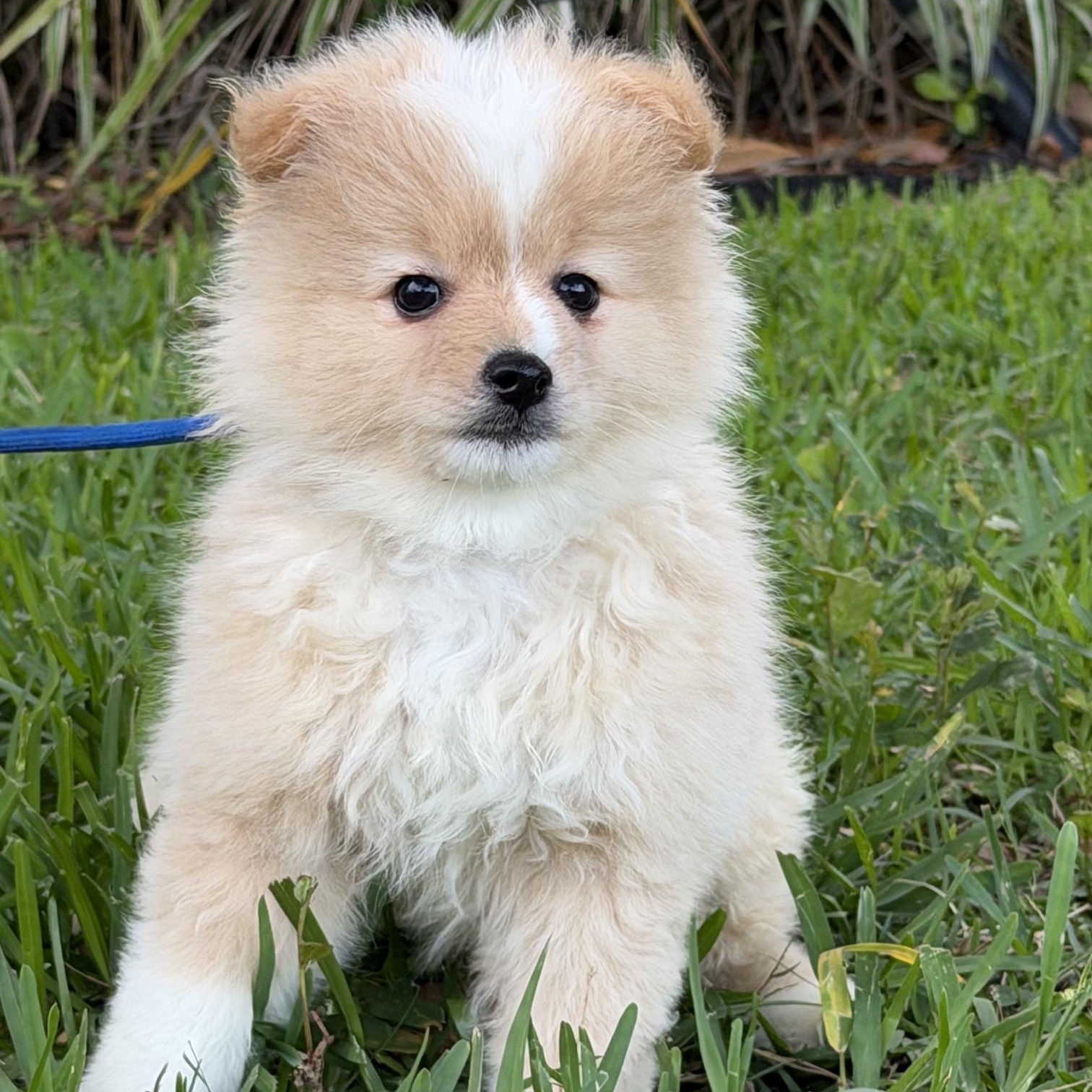 Quinn, an adoptable mixed breed in Orlando, FL image 5/5