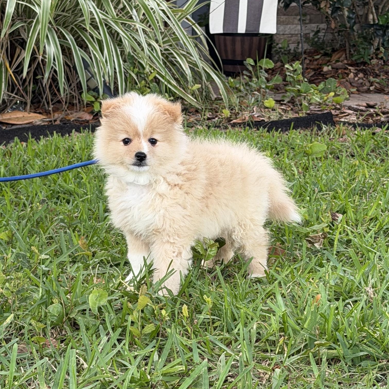 Quinn, an adoptable mixed breed in Orlando, FL image 2/5