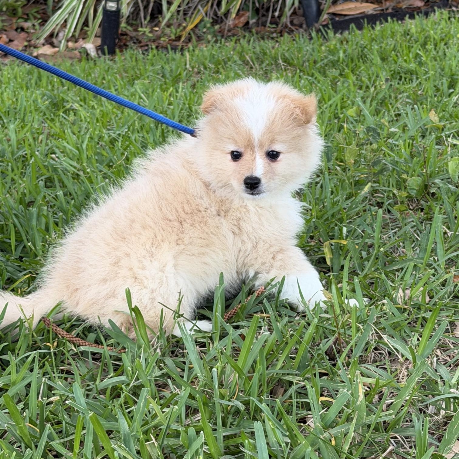 Quinn, an adoptable mixed breed in Orlando, FL image 4/5