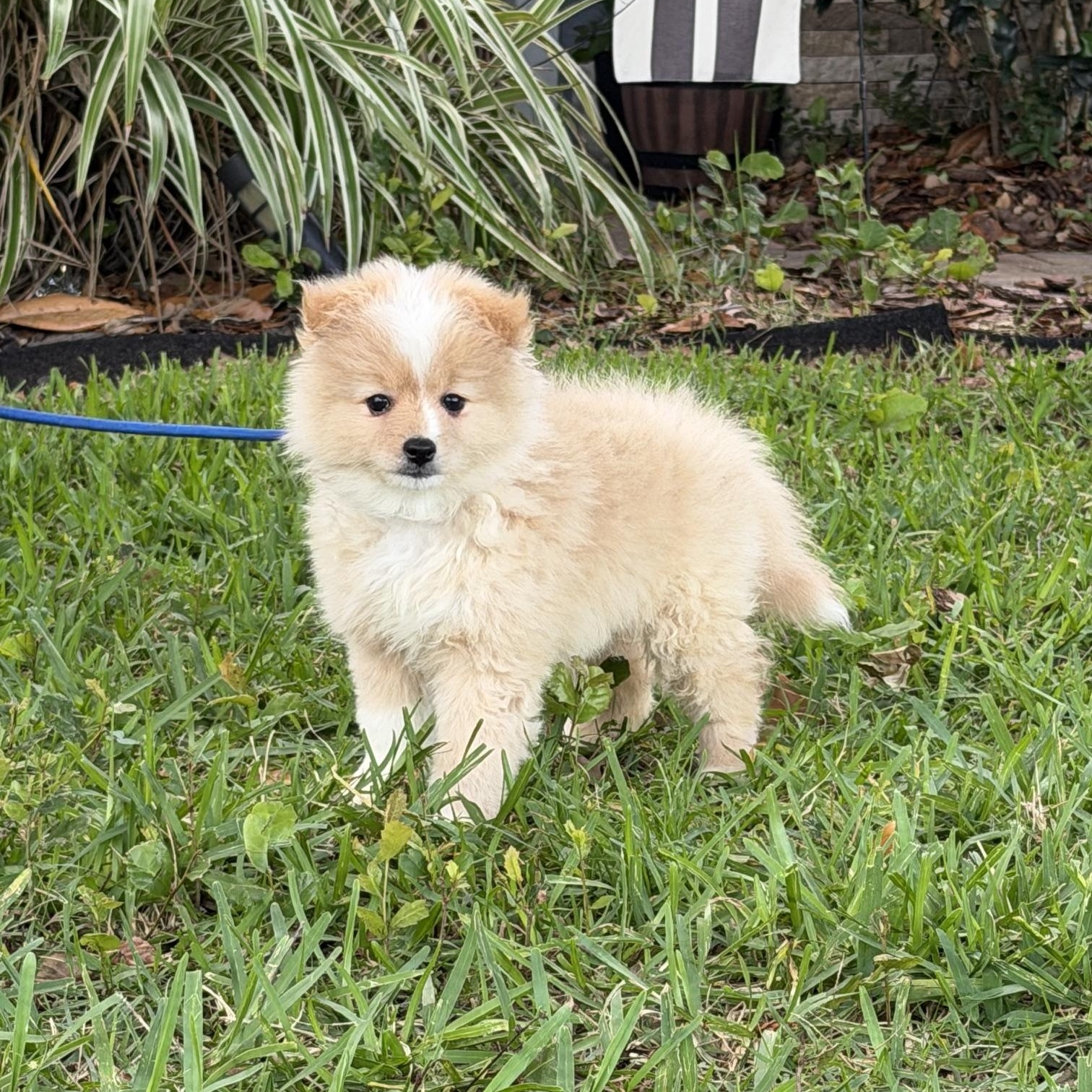 Quinn, adoptable, Young Male Pomeranian & Spaniel.