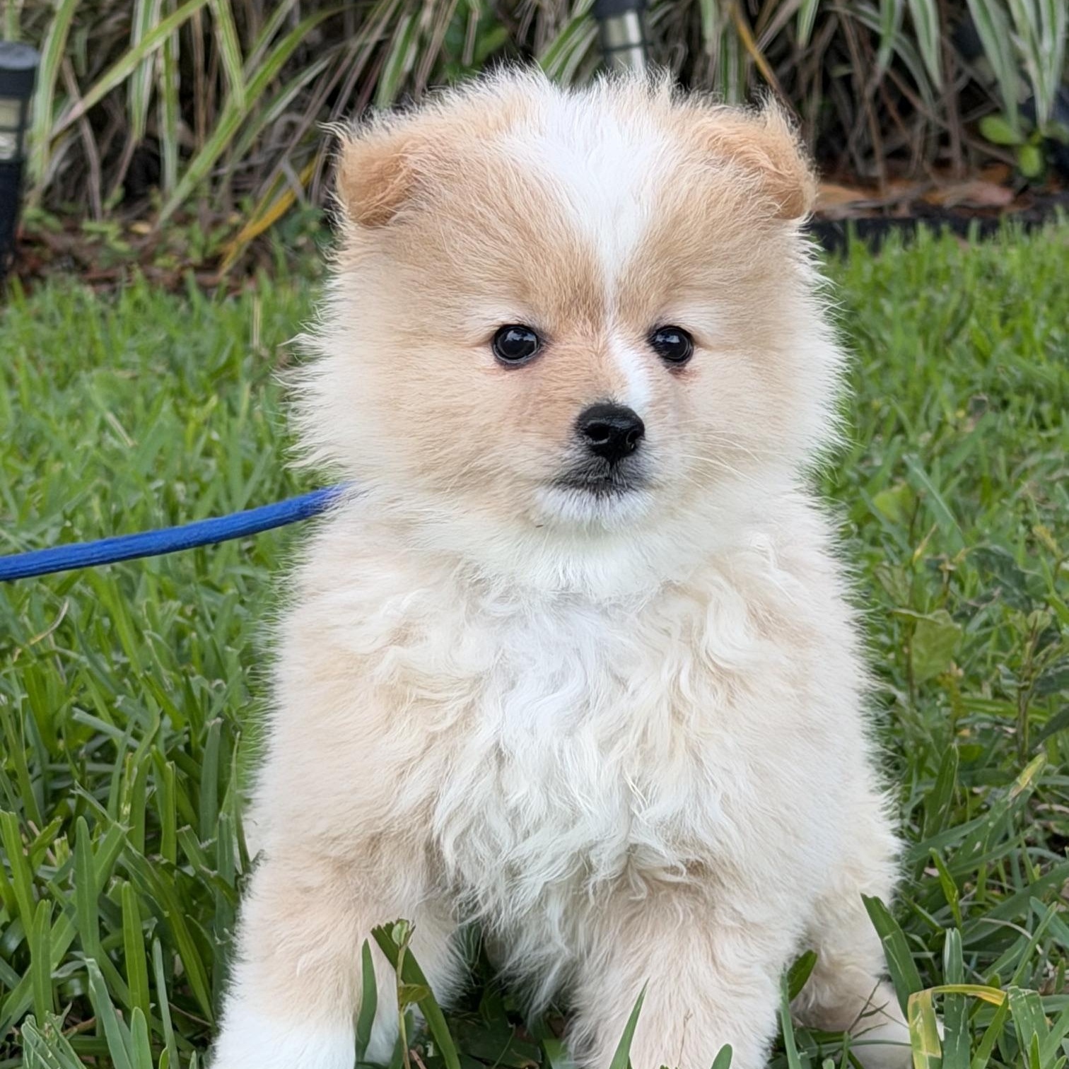 Quinn, an adoptable mixed breed in Orlando, FL image 3/5