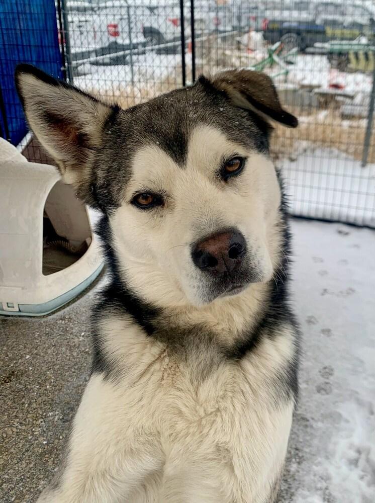 Togo, Adoptable, Young Male Husky & Mixed Breed.