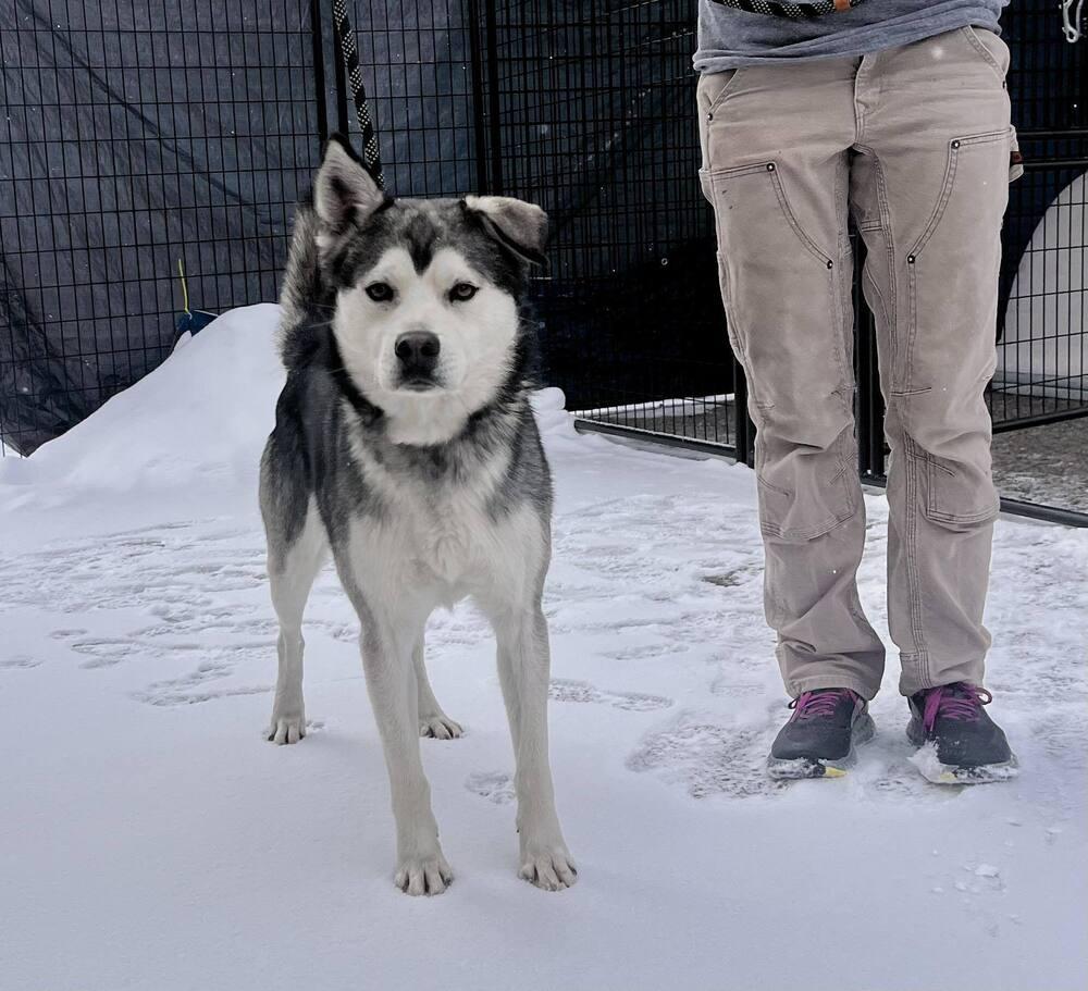 Enlarge Togo, a Adoptable mixed breed in Leadville, CO image 2/2