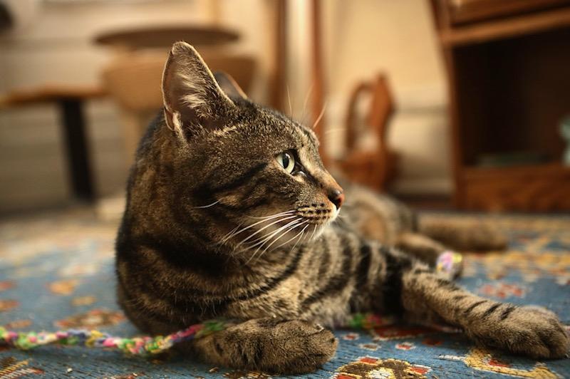 Enlarge Zeus, a ADOPTABLE Domestic Short Hair in Pittsburgh, PA image 5/6