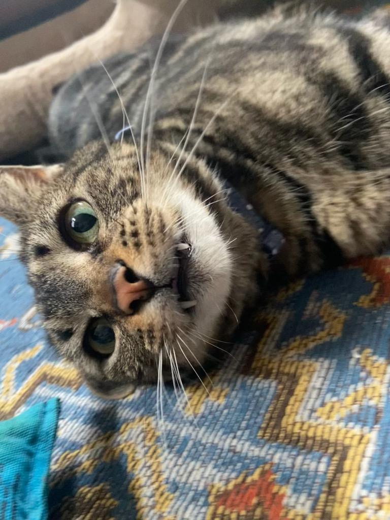 Enlarge Zeus, a ADOPTABLE Domestic Short Hair in Pittsburgh, PA image 6/6