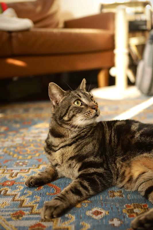 Enlarge Zeus, a ADOPTABLE Domestic Short Hair in Pittsburgh, PA image 4/6