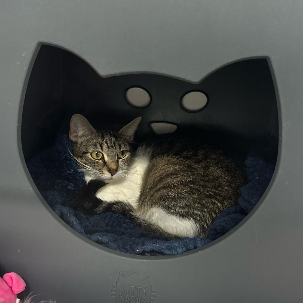 Enlarge Buffy, a Adoptable Domestic Short Hair in Albuquerque, NM image 1/1