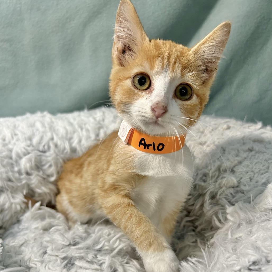 Arlo