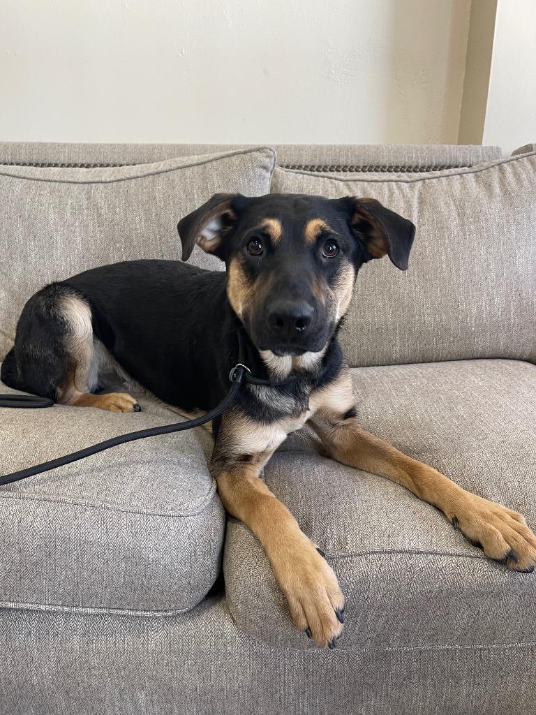 StinkBug, Adoptable, Puppy Male Mixed Breed.