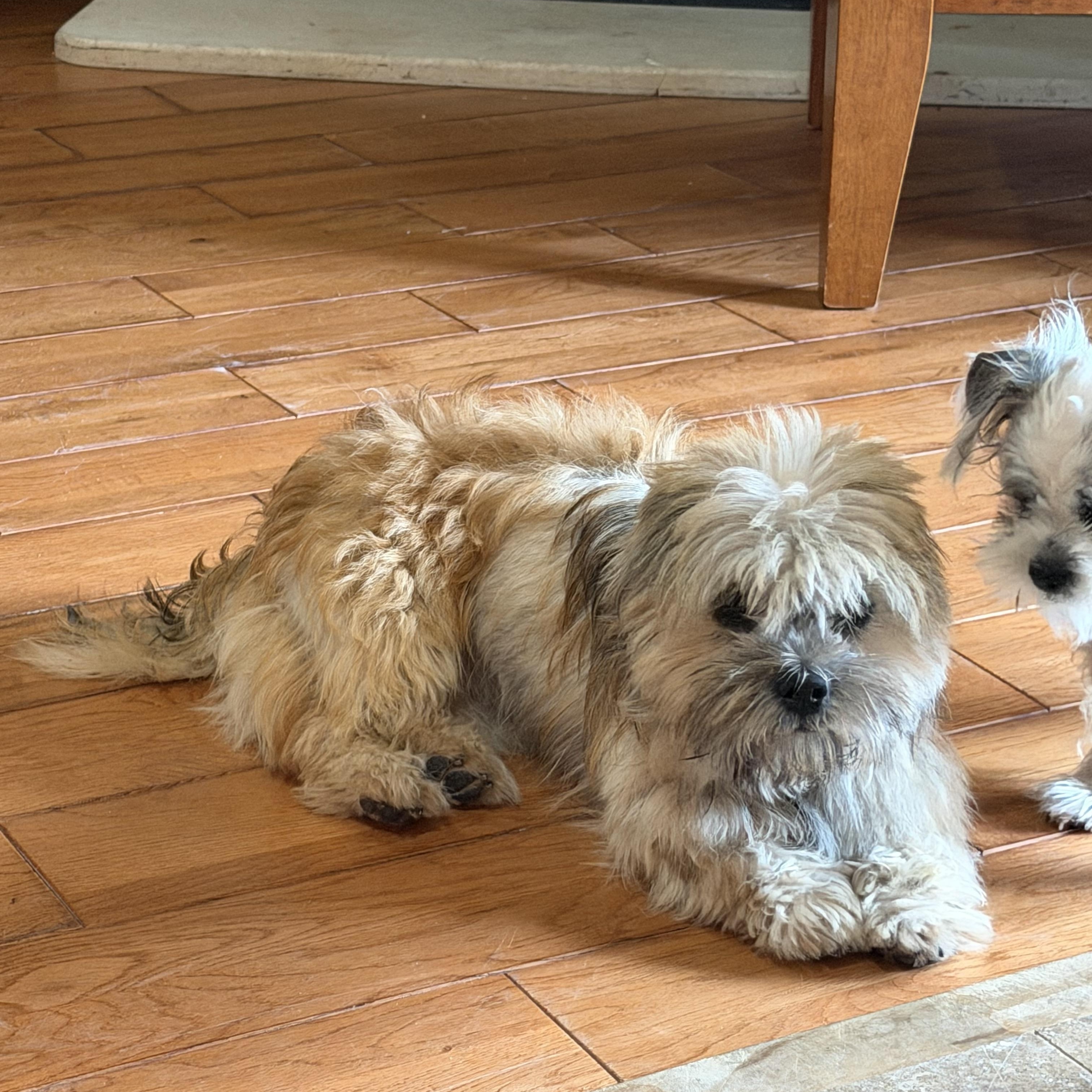 Span, a Adoptable mixed breed in Scarborough, ON image 3/6