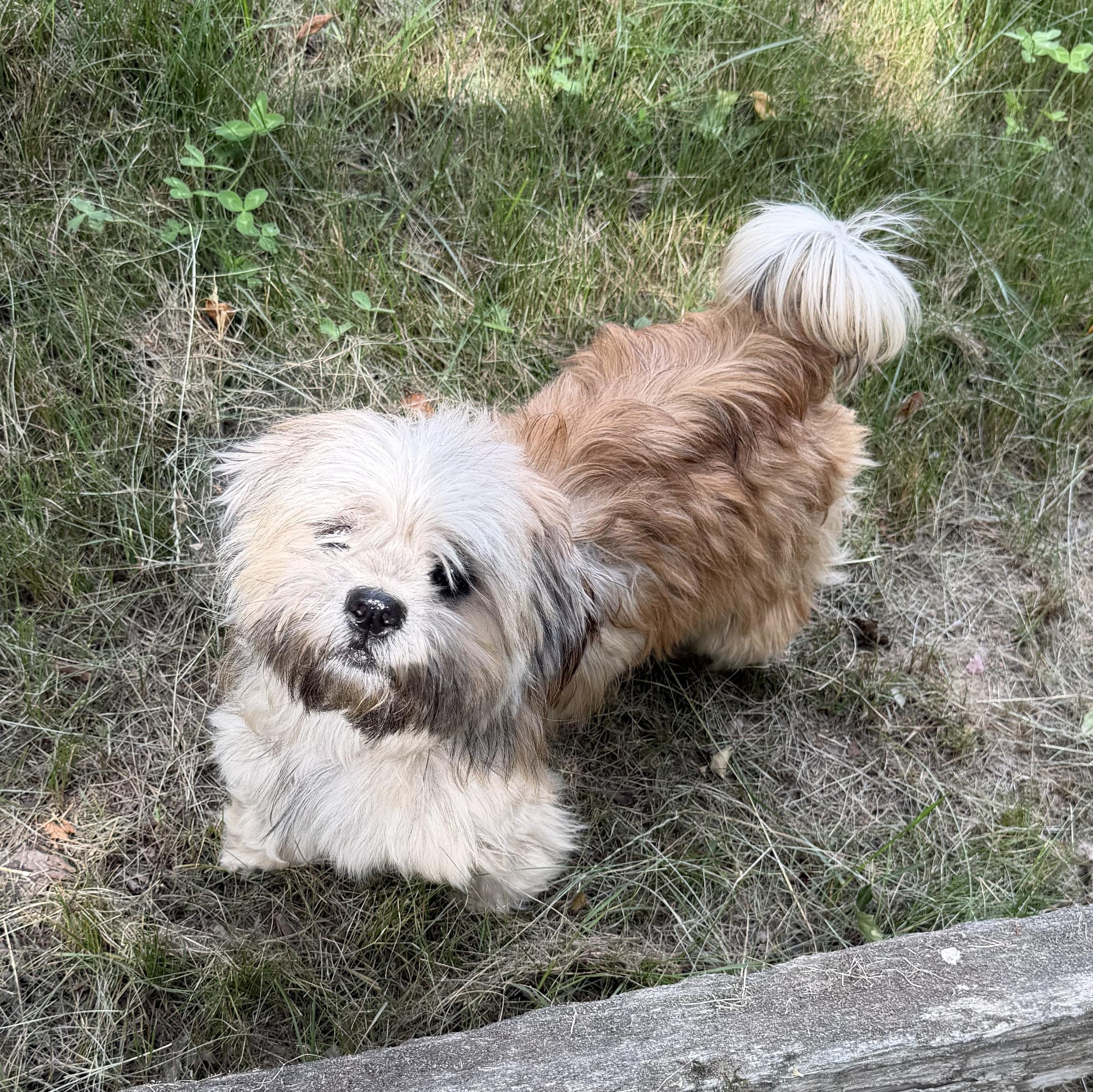 Span, a Adoptable mixed breed in Scarborough, ON image 2/6