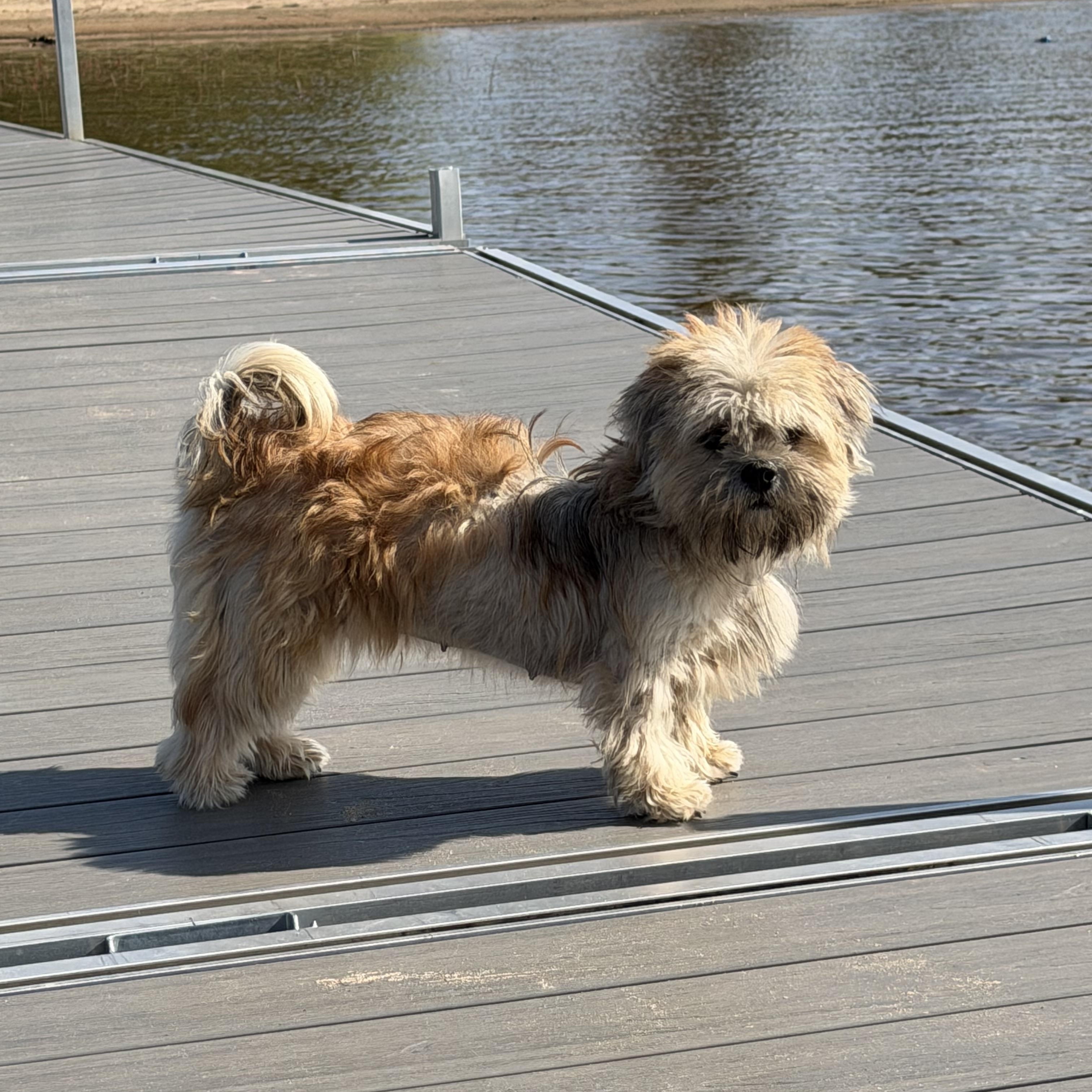 Span, Adoptable, Young Female Shih Tzu.