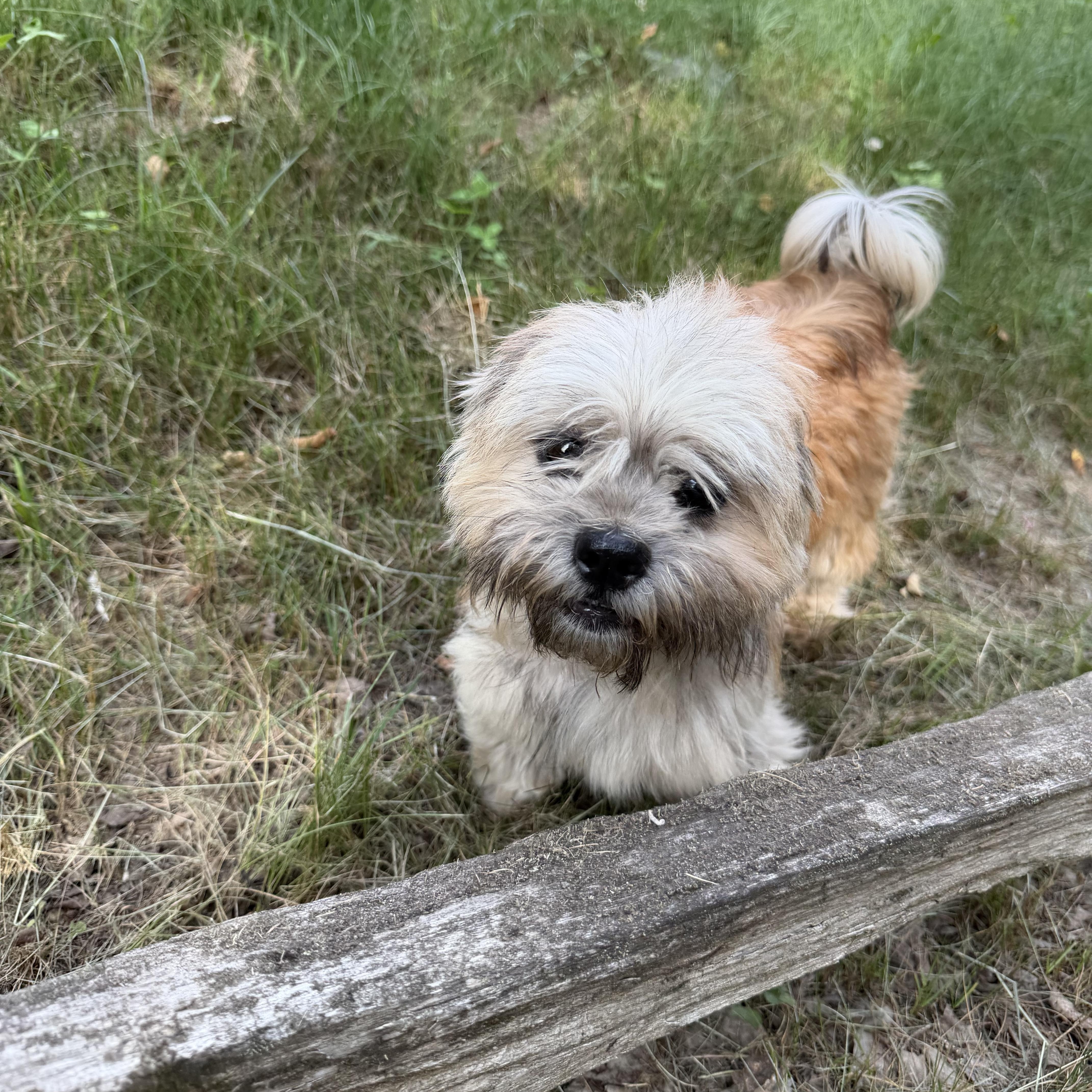 Span, a Adoptable mixed breed in Scarborough, ON image 4/6