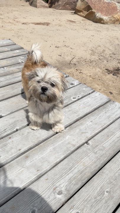 Enlarge Span, a Adoptable mixed breed in Scarborough, ON video 6/6