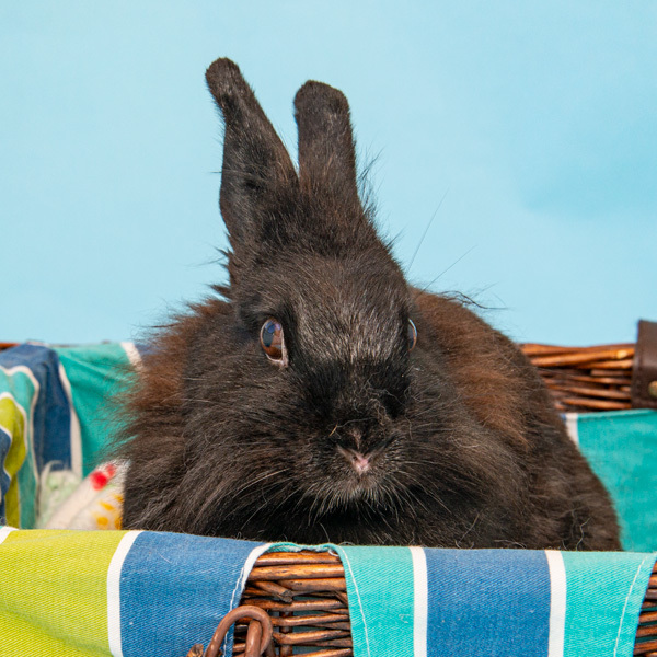 Enlarge Jewel, a Adoptable mixed breed in Whittaker, MI image 1/5