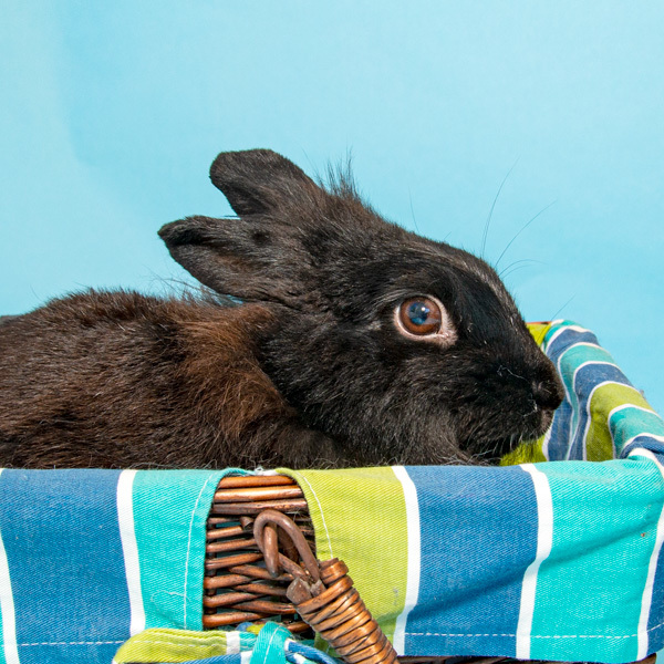 Enlarge Jewel, a Adoptable mixed breed in Whittaker, MI image 2/5