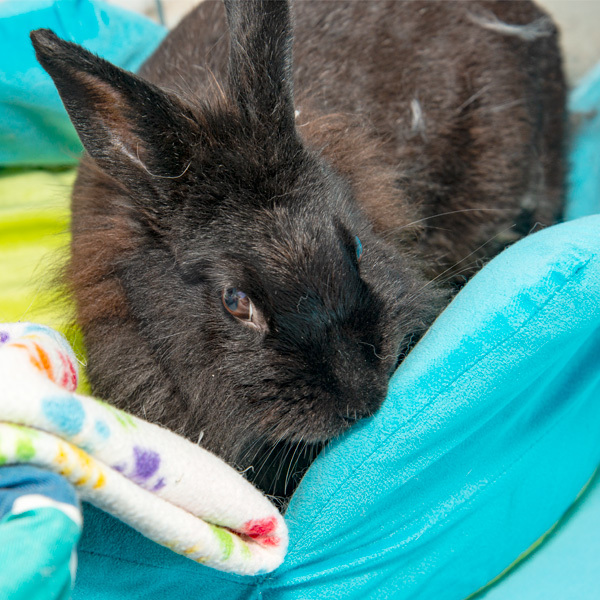 Enlarge Jewel, a Adoptable mixed breed in Whittaker, MI image 3/5