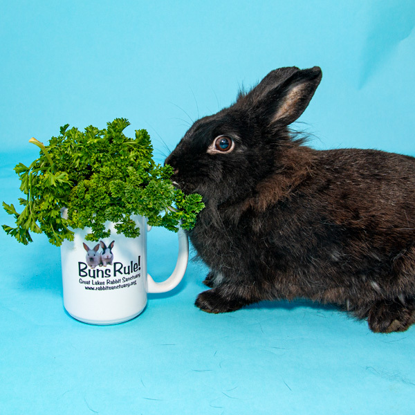 Enlarge Jewel, a Adoptable mixed breed in Whittaker, MI image 4/5