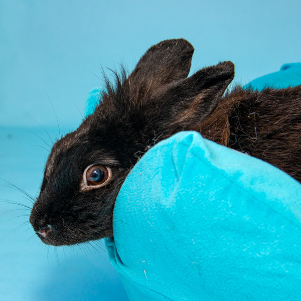 Enlarge Jewel, a Adoptable mixed breed in Whittaker, MI image 5/5