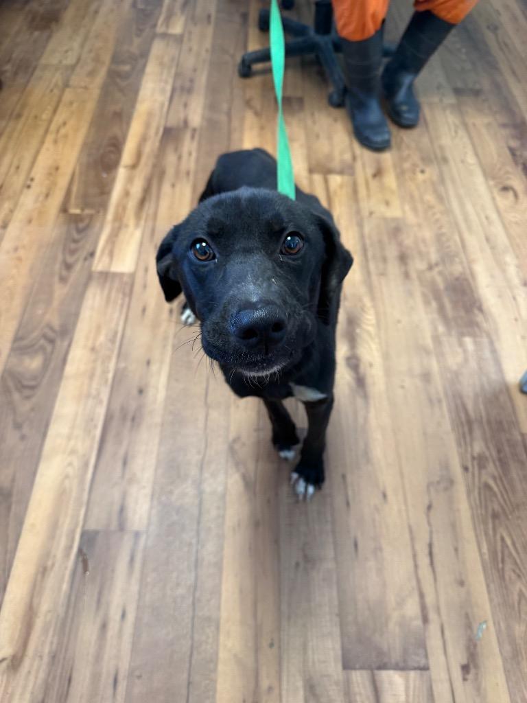 Blizzard, Adoptable, Young Male Labrador Retriever & Mixed Breed.