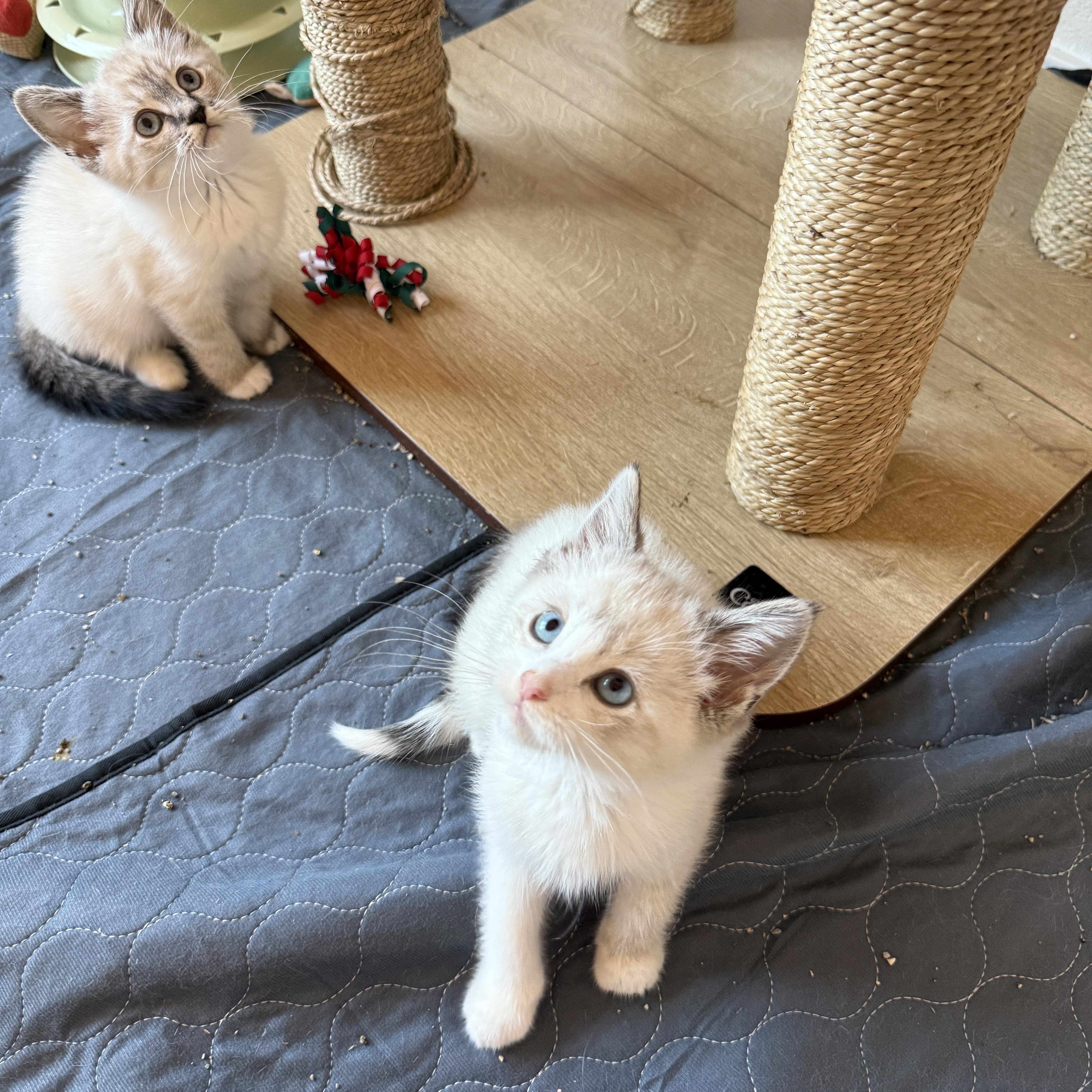Boo, a Adopted Domestic Short Hair in Chandler, AZ image 1/3