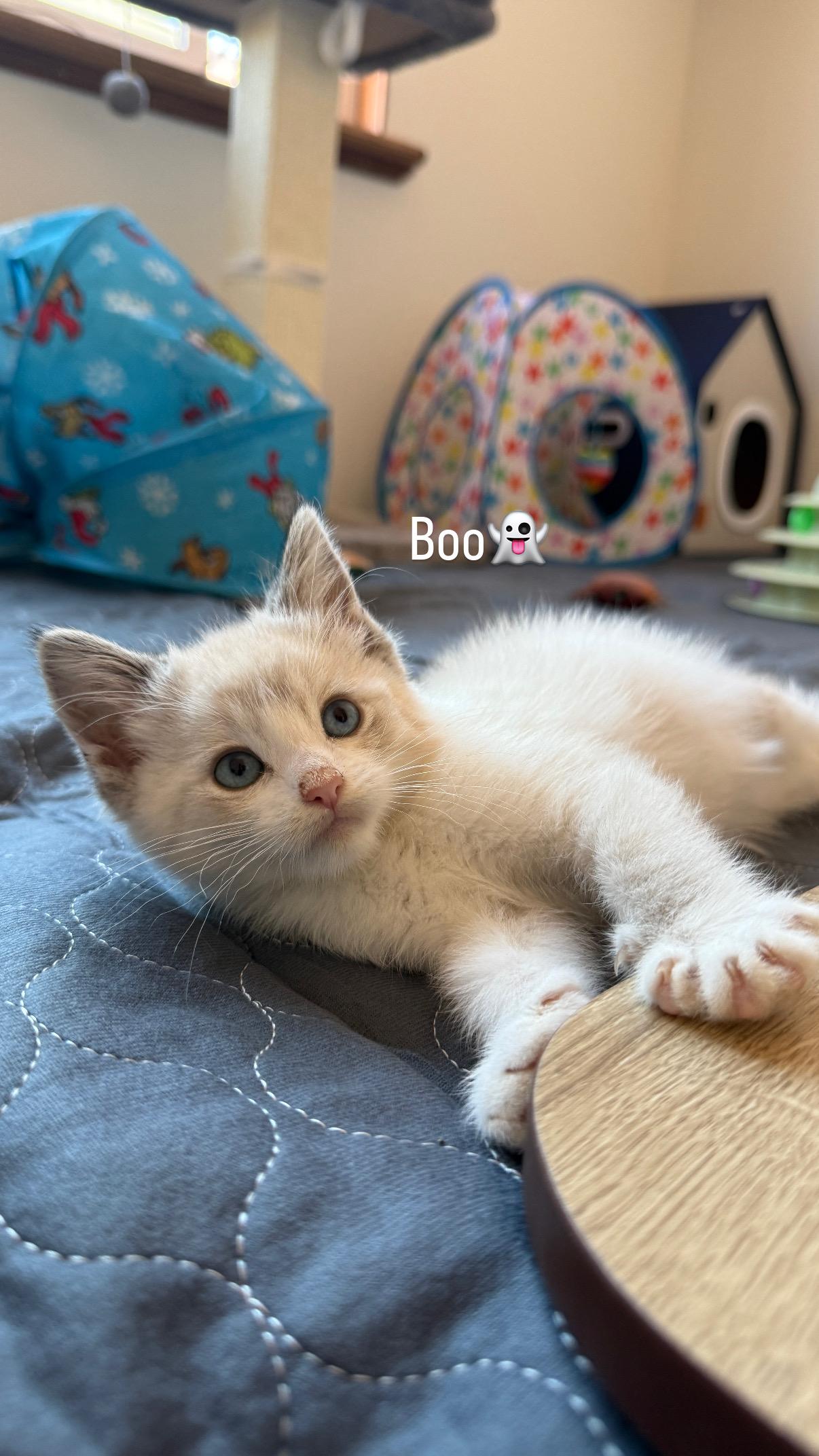 Boo, a Adopted Domestic Short Hair in Chandler, AZ image 2/3