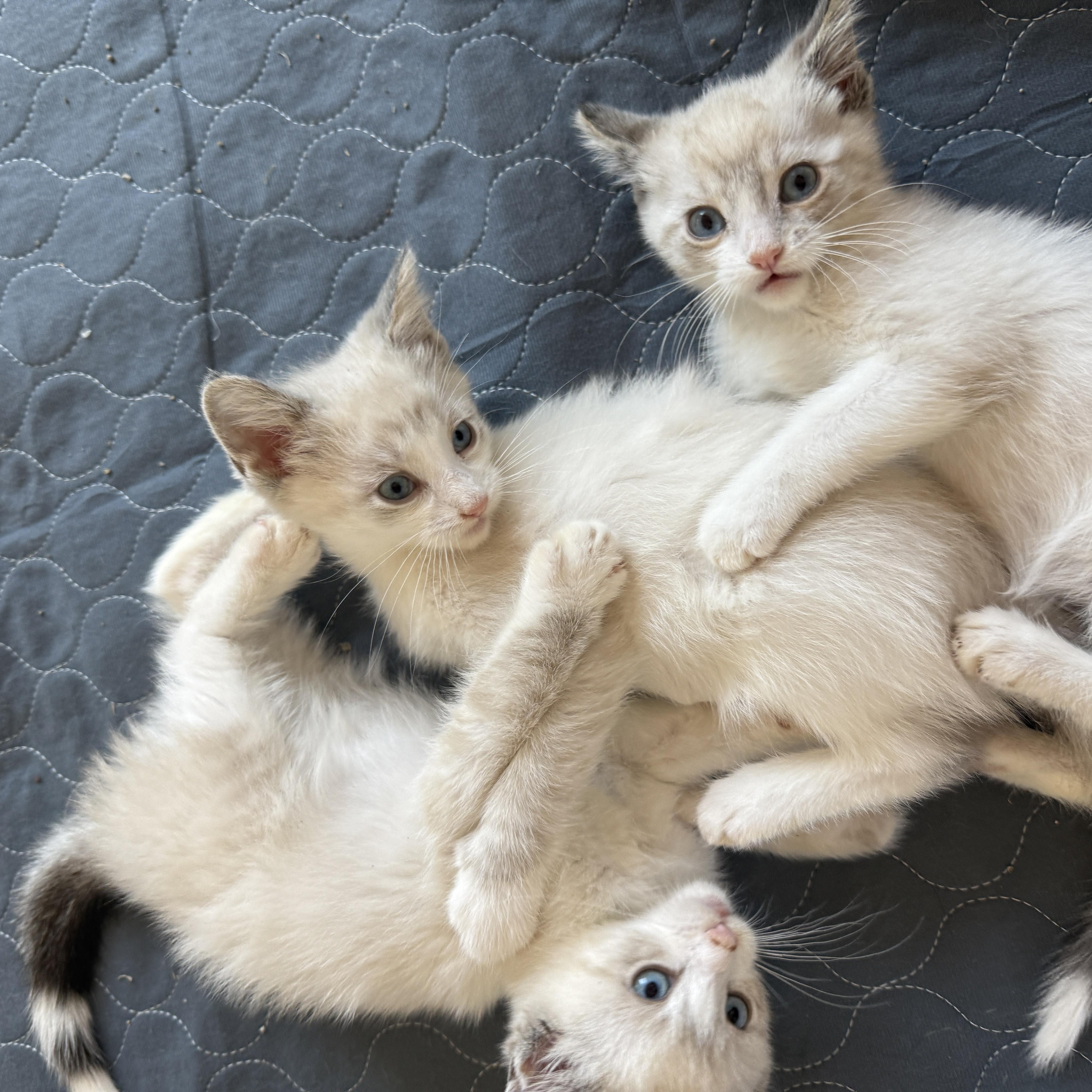 Boo, a Adopted Domestic Short Hair in Chandler, AZ image 3/3