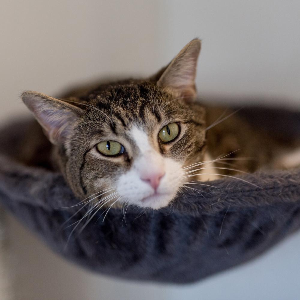 Mars, a Adoptable Domestic Short Hair in Port Washington, NY image 1/3