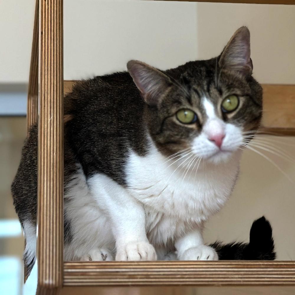 Mars, a Adoptable Domestic Short Hair in Port Washington, NY image 2/3