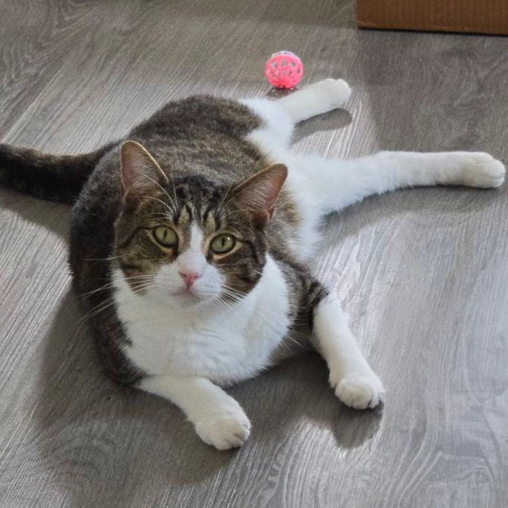 Mars, a Adoptable Domestic Short Hair in Port Washington, NY image 3/3