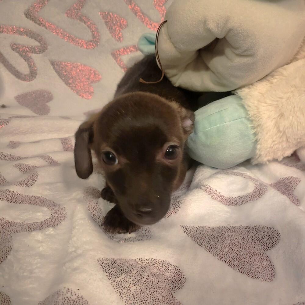 Enlarge Berry, a Adoptable mixed breed in Broomfield, CO image 1/1