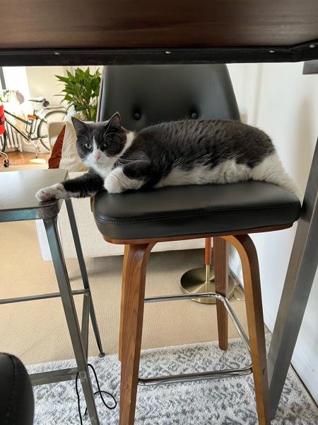 Minosh, Adoptable, Senior Female Domestic Short Hair.