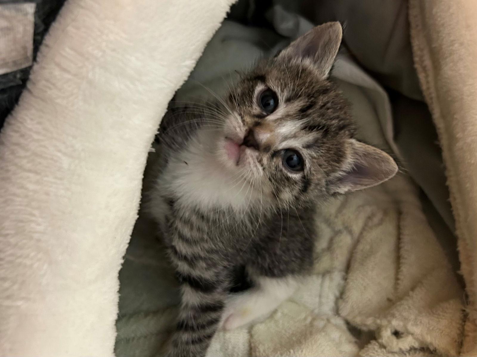 Enlarge HONEY BABY, a Adoptable American Shorthair in Oakland Park, FL image 1/1